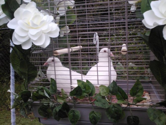 Голуби на свадьбе - традиции, приметы и запуск птиц