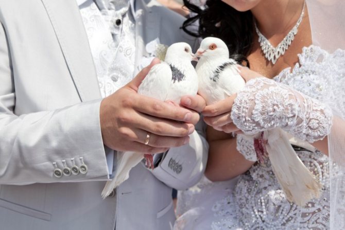 Голуби на свадьбе - традиции, приметы и запуск птиц