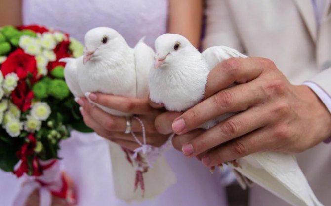 голуби в руках