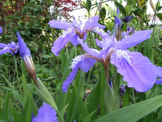 Голубые ирисы