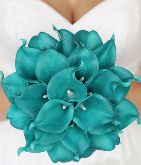 голубые каллы