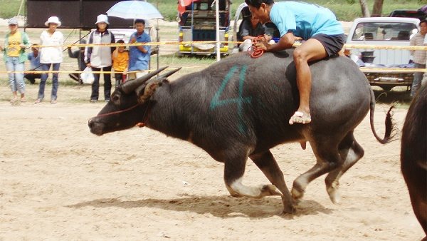Гонки на буйволах