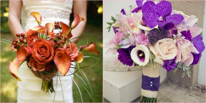 Идеальное сочетание цветов компаньонов