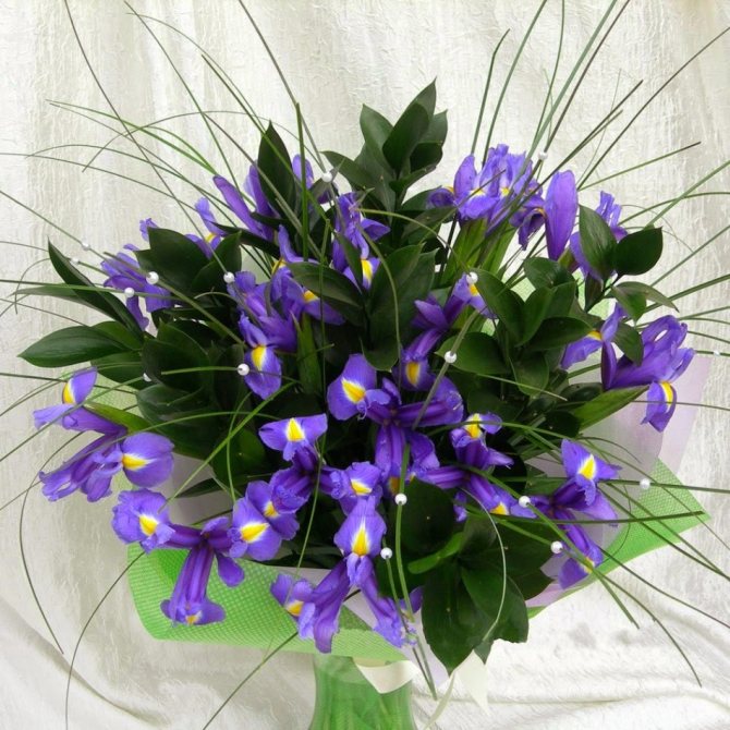 Ирисы в сочетании с красивой зеленью