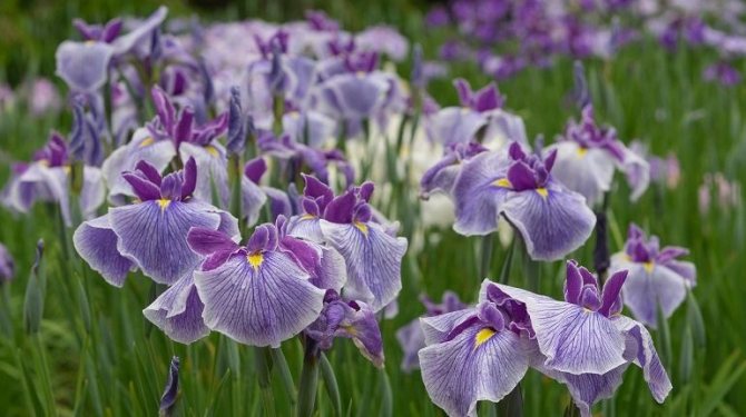 Ирисы