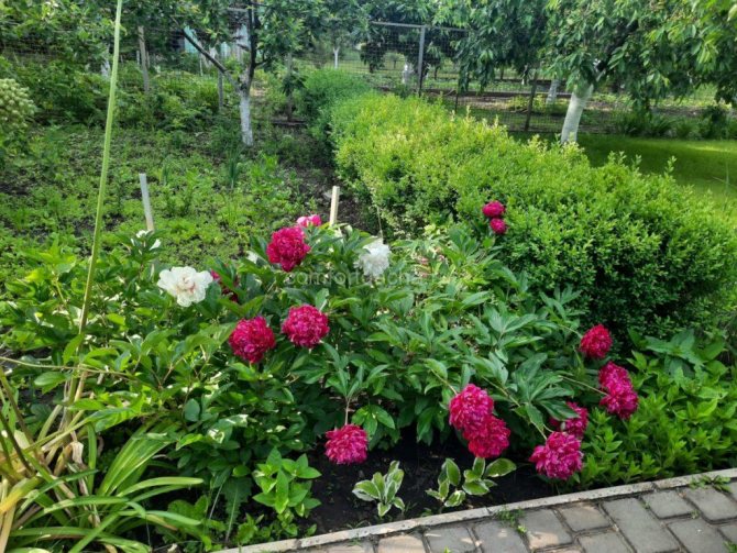 Как используют пионы в ландшафтном дизайне — идеи красивых композиций