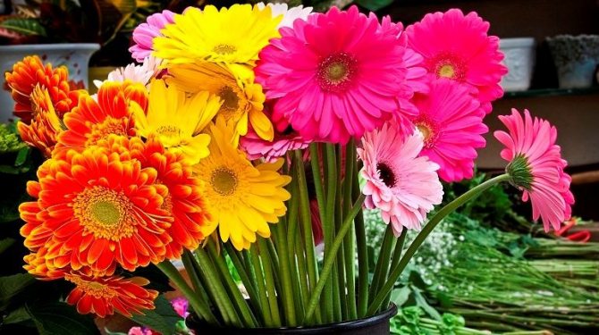 Как сохранить герберы