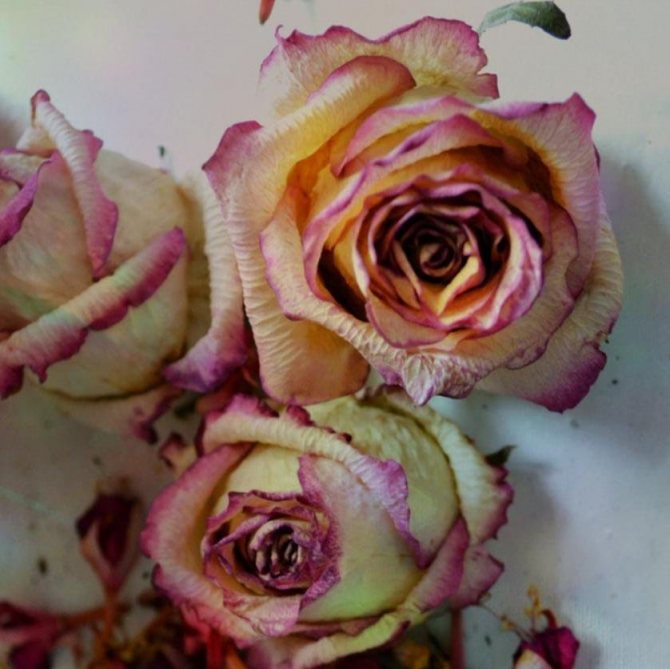 как засушить цветы в микроволнвке