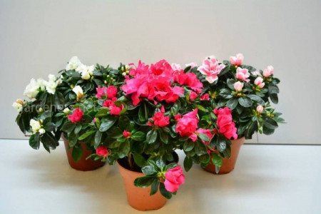 Какие цветы цветут зимой?