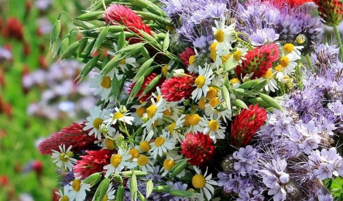 Какие полевые цветы взять для букета