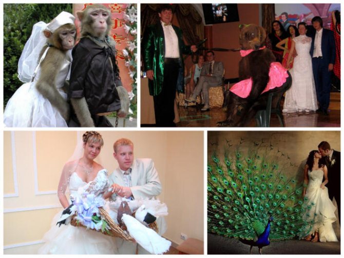 Какой должна быть программа на свадьбу