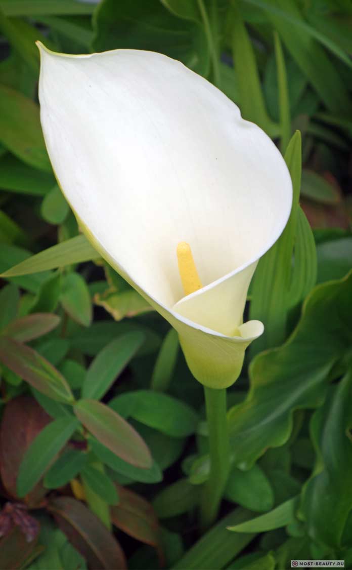 Каллы на фото