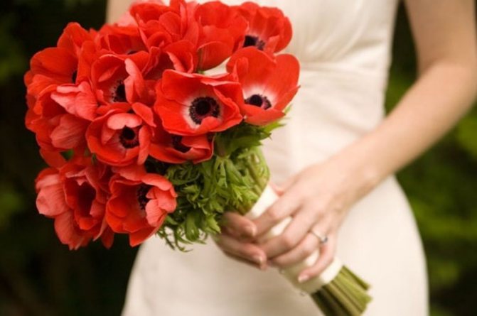 Красивая композиция с маками