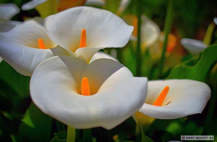 Красивые каллы