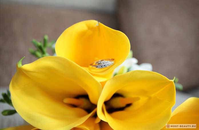 Красивые желтые каллы на фото