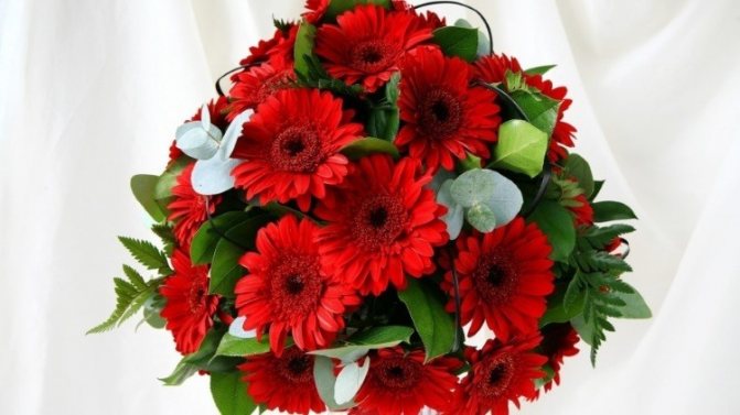 Красные герберы