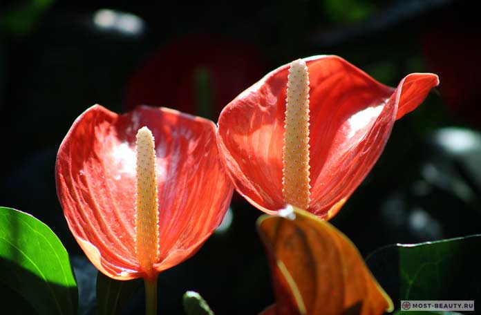 Красные каллы