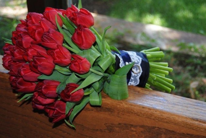 Красные тюльпаны