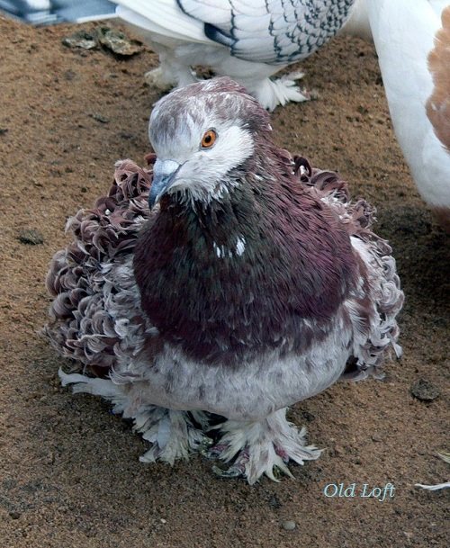 Кудрявый голубь