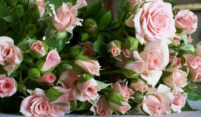 Кустовые розы