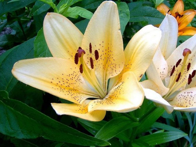 Лилия золотистая