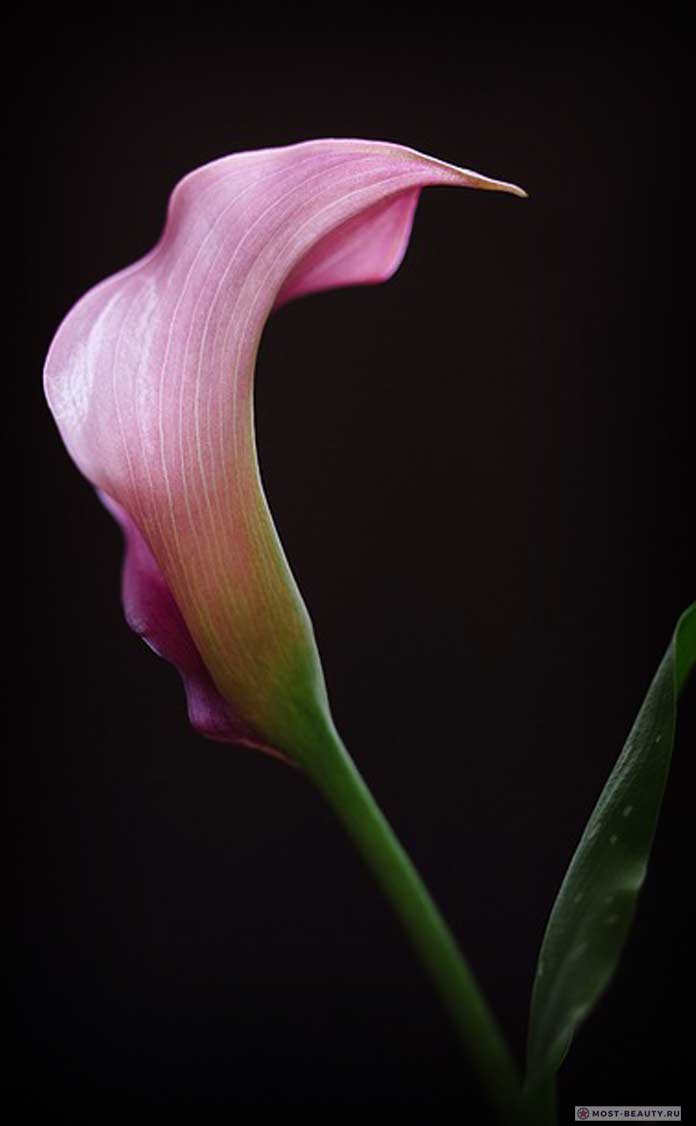 лиловые каллы