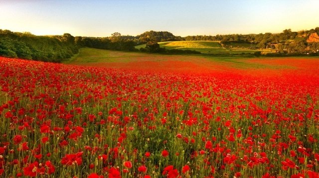 Маковое поле