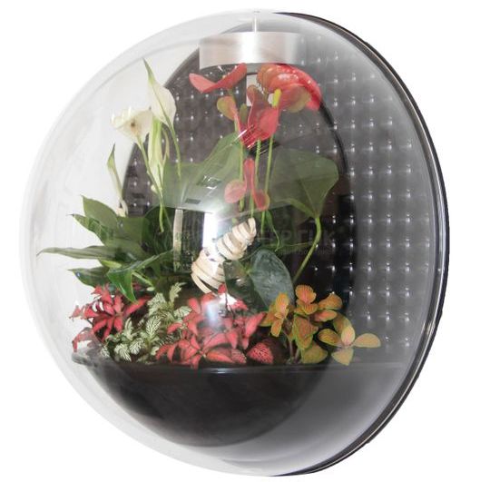 Настенный флорариум