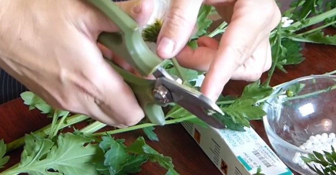 Обрезка стеблей