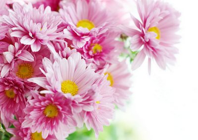 Очарование хризантем. Фото с сайта plus.google.com