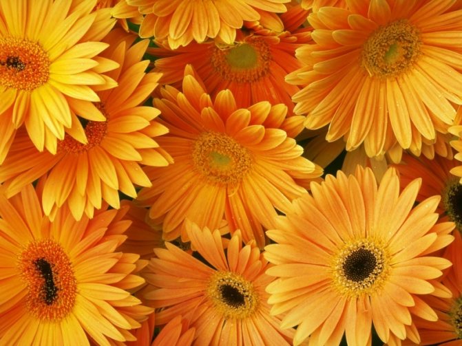 Оранжевые герберы