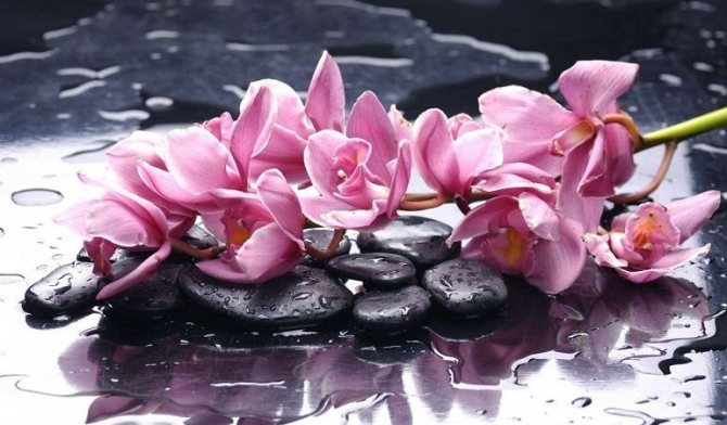 Орхидеи в воде