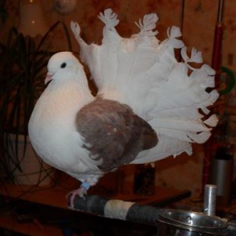 Павлиний голубь