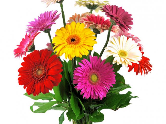 Пестрые герберы