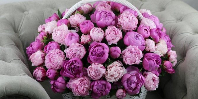 Подарите жене пионы