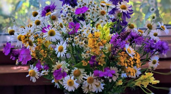 Полевые цветы