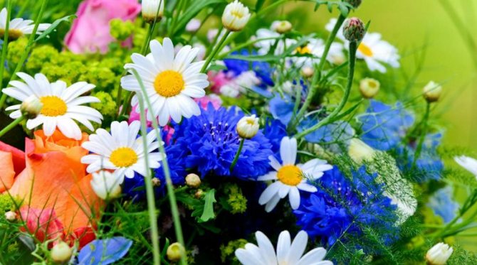 Полевые и луговые цветы