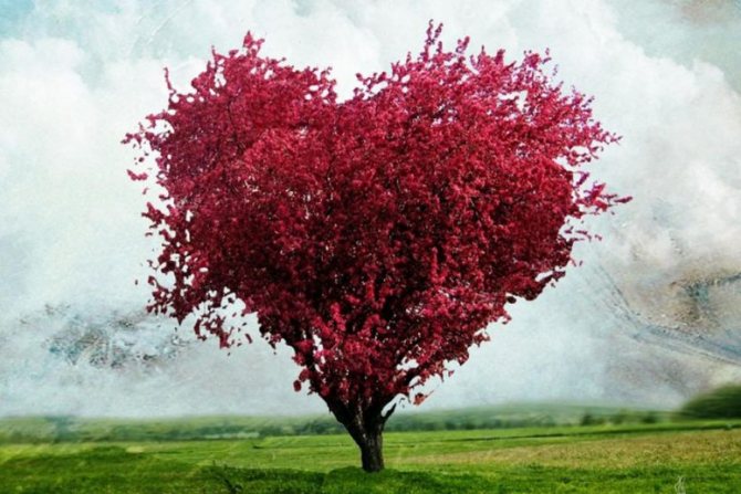 Поздравления на 27 лет свадьбы Красного дерева годовщину