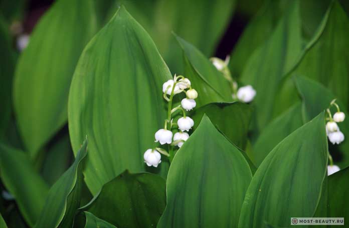Прекрасные ландыши