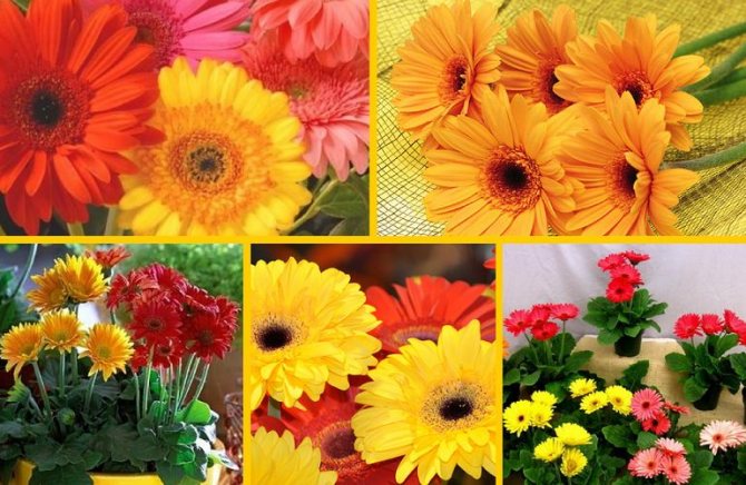Разновидности гербер