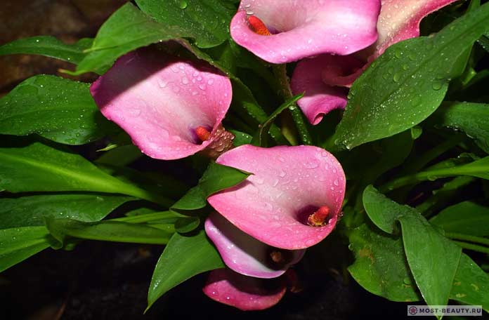 розовые каллы