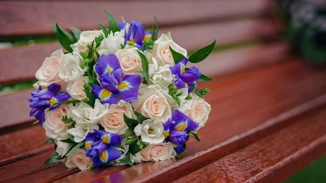 С какими растениями можно комбинировать ирисы