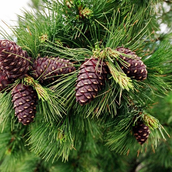 символ 49й годовщины свадьбы