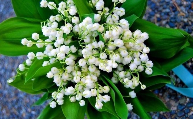 Символическое значение ландыша