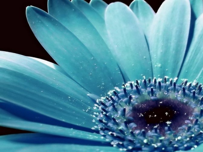 Синие герберы позволят внести в букет оригинальную, неповторимую нотку