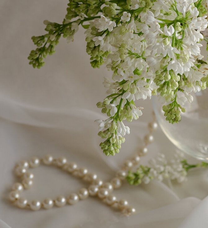 сирень, жемчуг