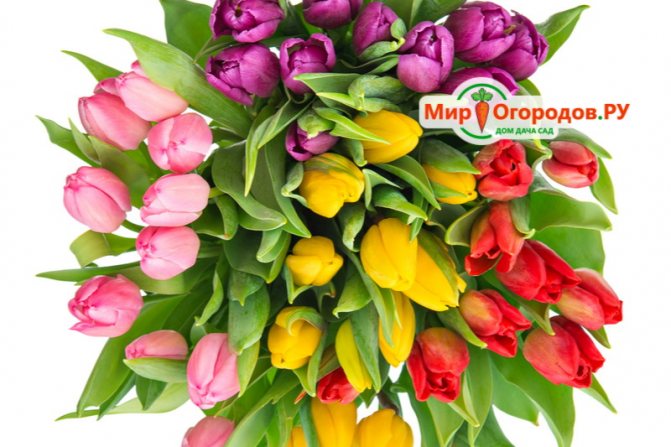 Слишком много цвета – не для всех подходит