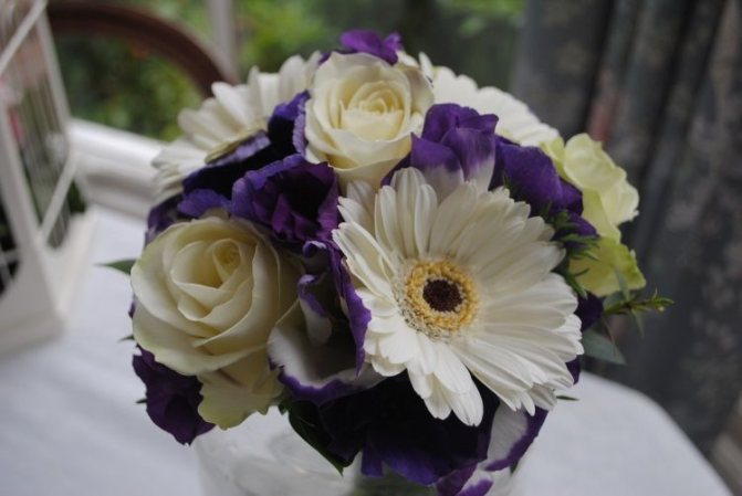 Сочетание белого и фиолетового