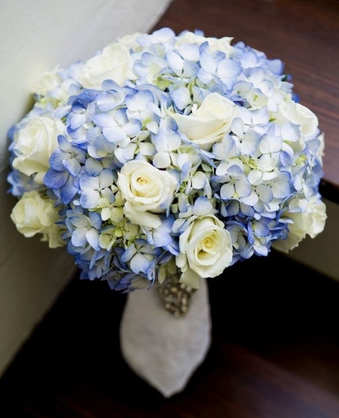 Сочетание белых роз и светло-голубой гортензии