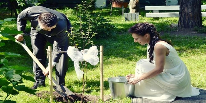 Согласно традициям супруги вместе высаживали дерево